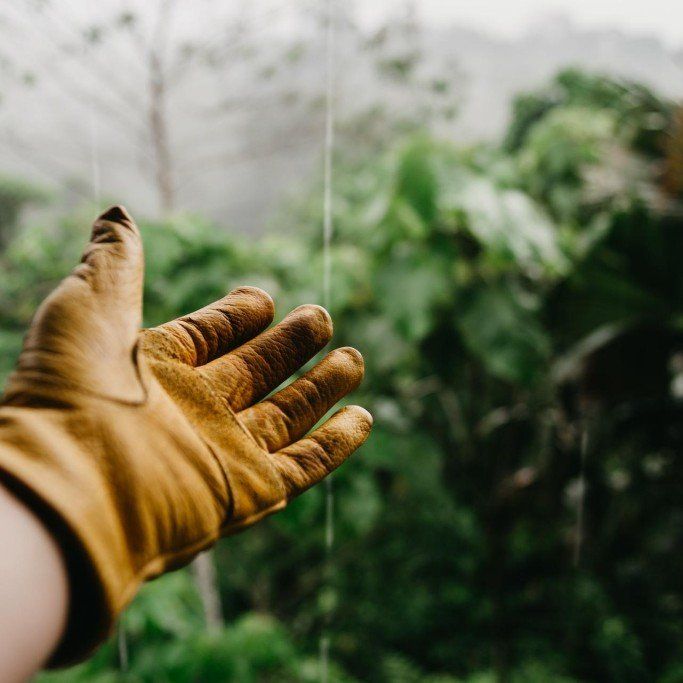 Gloved hand reaches towards rain, blurred green foliage in background.